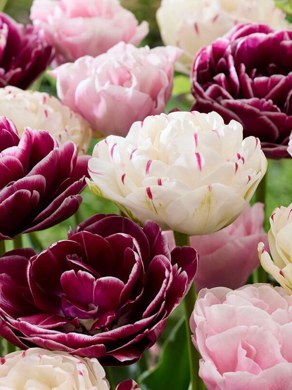 Tulpenzwiebeln Mischung Velvet Morning