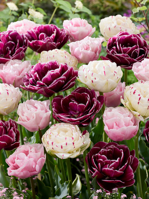 Tulpenzwiebeln Mischung Velvet Morning