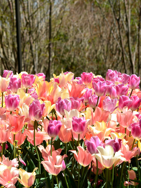 Tulpenzwiebeln Mischung Perfect Pastel Collection™