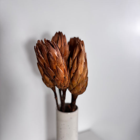 Trockenblumen Protea natur