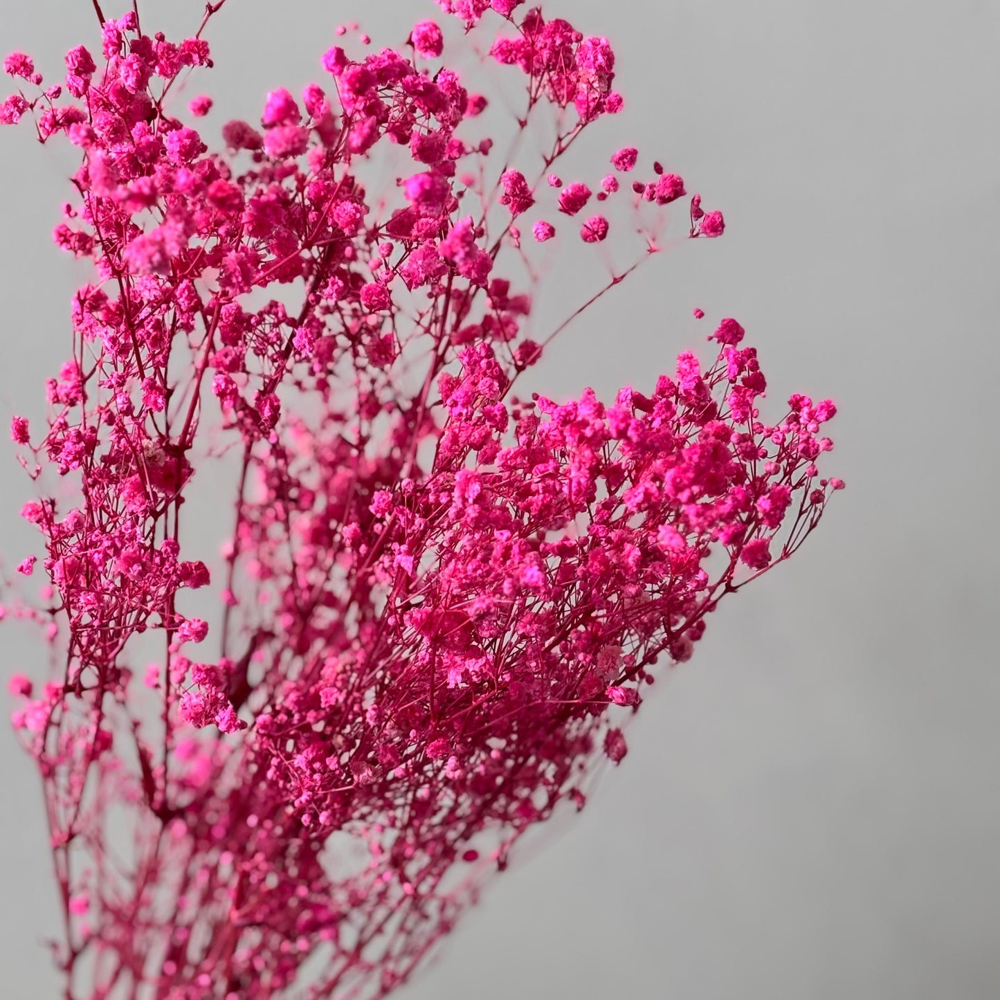 Gypsophilia | Schleierkraut: Ewige Schönheit für Deine Trockenblumensträuße und -kränze