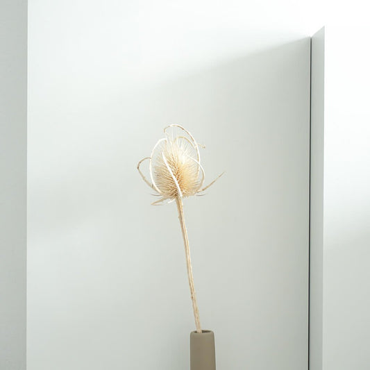 Getrocknete Distel – Cardi