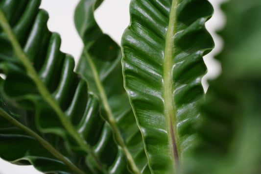 Grüner Daumen - gesunde Zimmerpflanzen Bundle