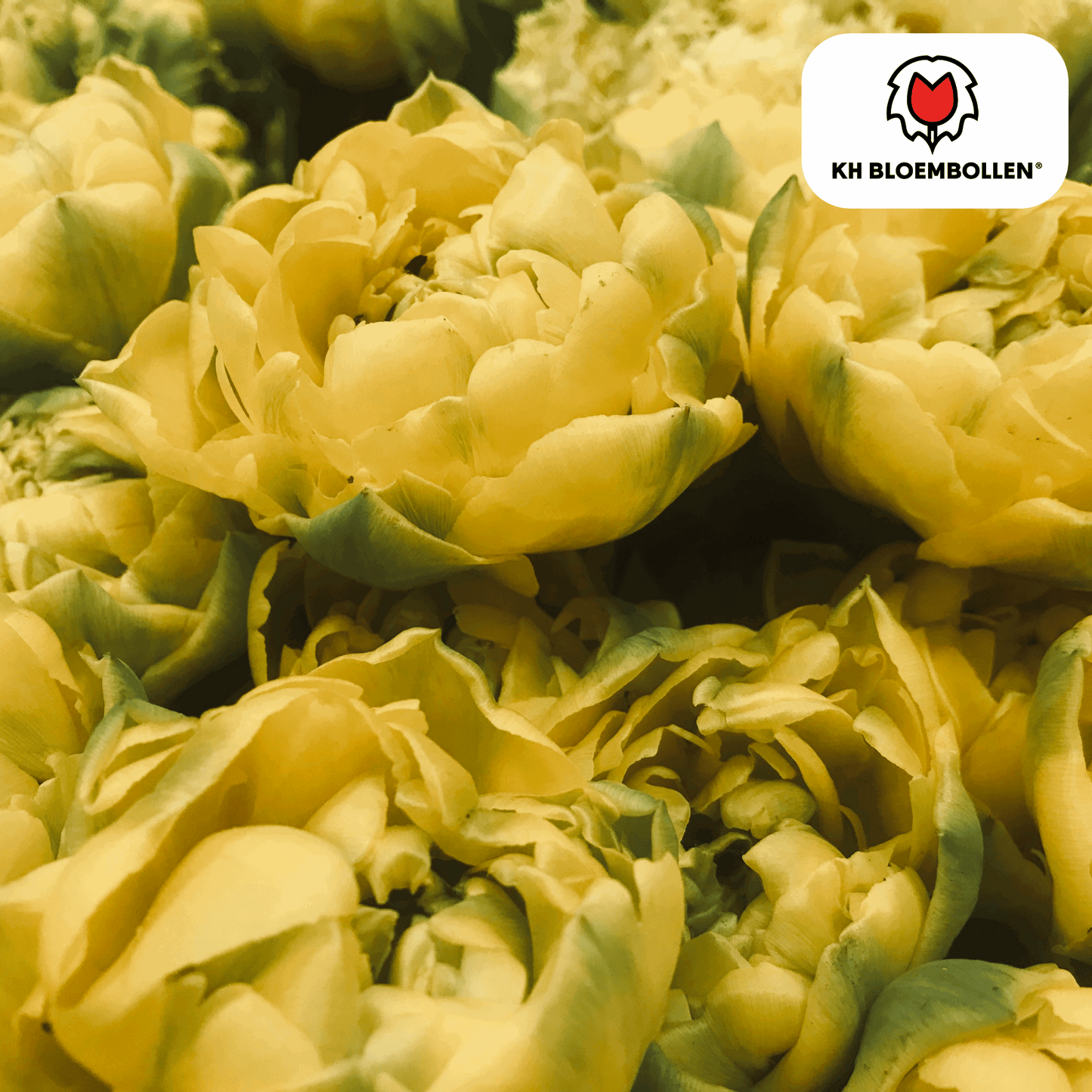 Tulpenzwiebeln Avantgarde – 20 Blumenzwiebeln – Gefüllte gelbe Tulpe mit rosa Apricot-Nuancen – Exklusiv & verspielt – Für Garten oder Topf