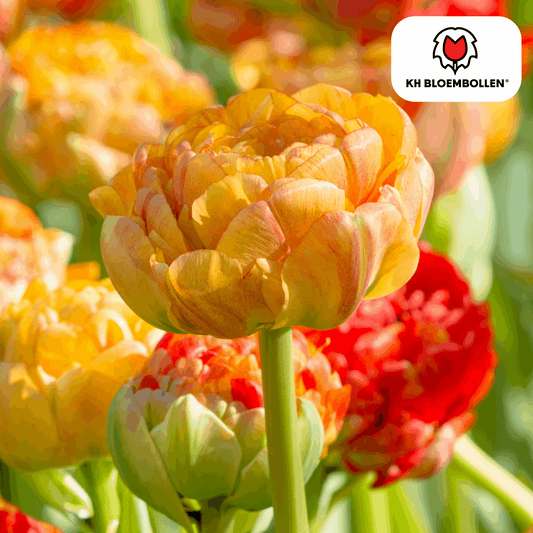 Tulpenzwiebeln Gudoshnik Double – 20 Blumenzwiebeln – Gefüllte Tulpe in Gelb, Orange & Rot – Pfingstrosenartig & farbintensiv – Für Garten oder Topf