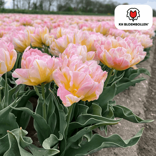 Tulpenzwiebeln Password – 20 Blumenzwiebln – Rosa gefüllte Tulpe – Zart & romantisch – Für Garten & Topf