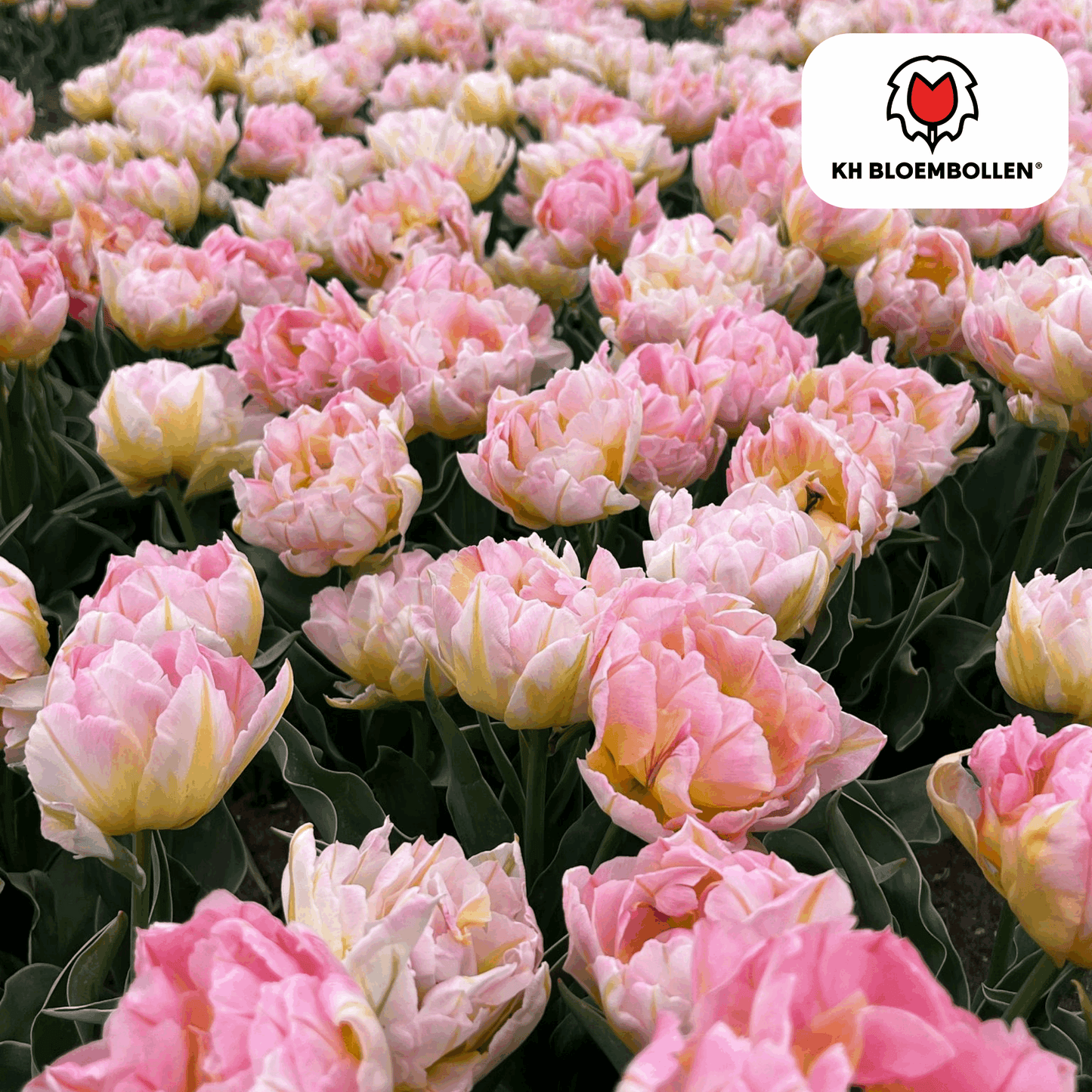 Tulpenzwiebeln Password – 20 Blumenzwiebln – Rosa gefüllte Tulpe – Zart & romantisch – Für Garten & Topf
