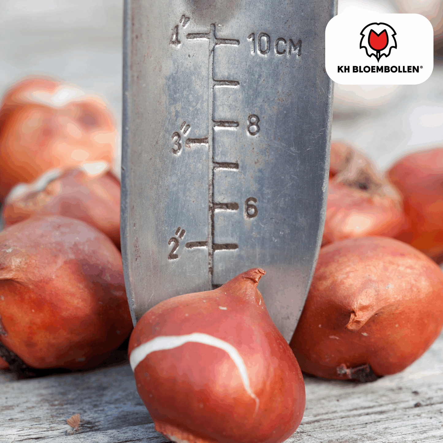 Tulpenzwiebeln Dafeng – 20 Stück – Orangefarbene Tulpen – Großblumig & elegant – Für Garten, Topf & Balkon