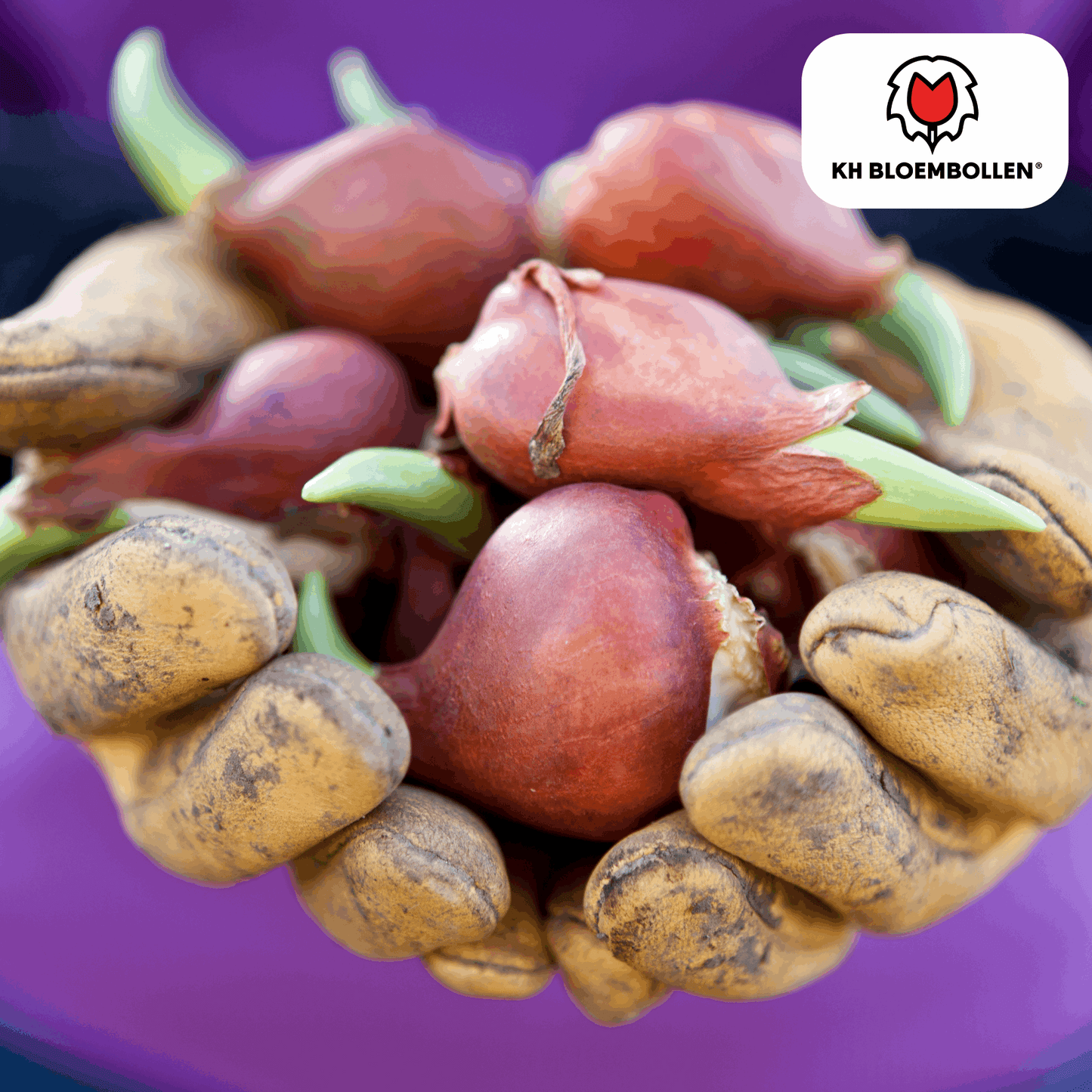 Tulpenzwiebeln Dafeng – 20 Stück – Orangefarbene Tulpen – Großblumig & elegant – Für Garten, Topf & Balkon