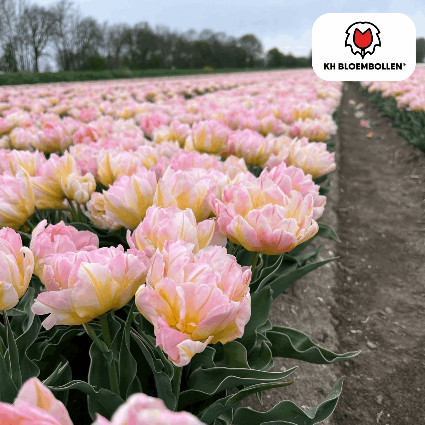 Tulpenzwiebeln Password – 20 Blumenzwiebln – Rosa gefüllte Tulpe – Zart & romantisch – Für Garten & Topf