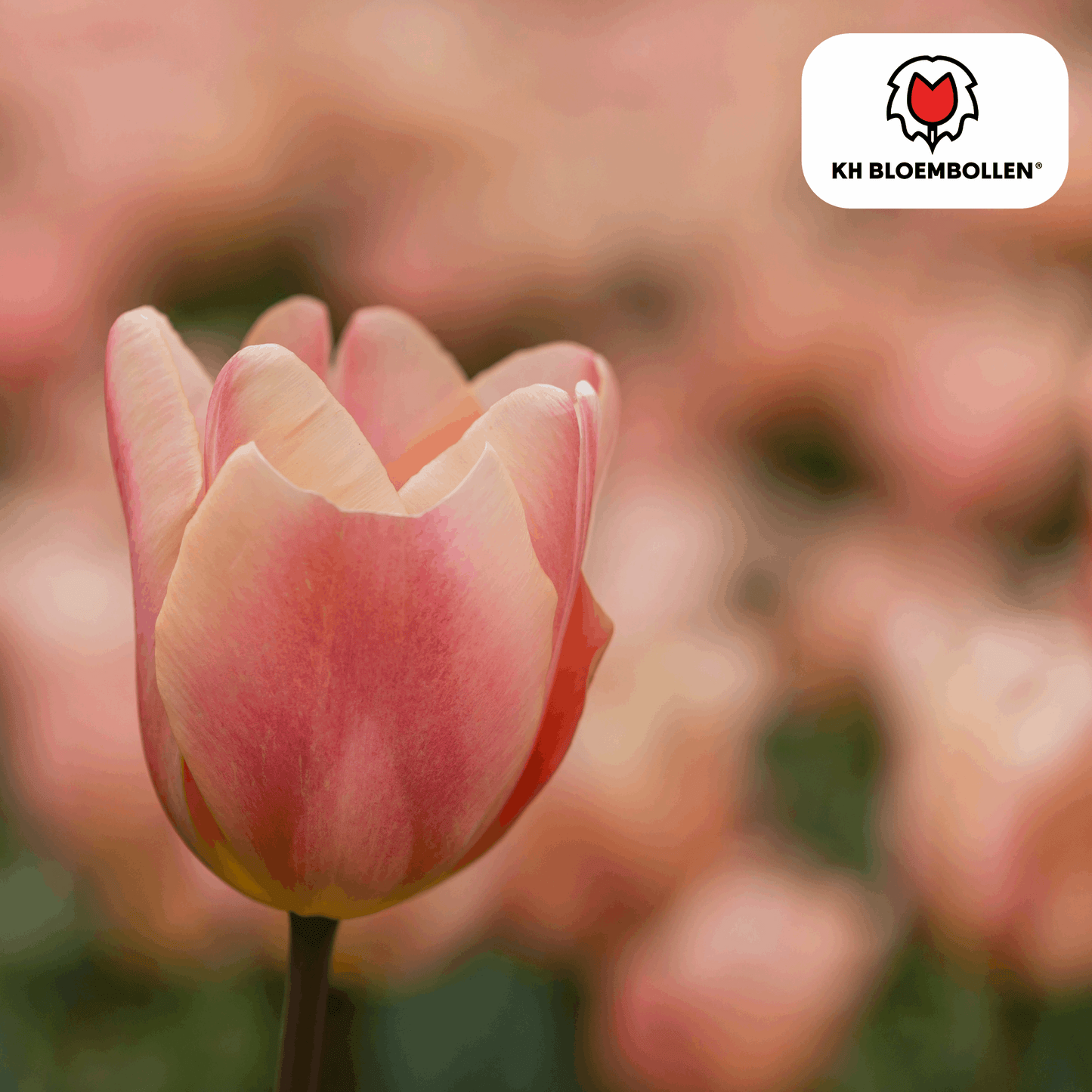 Apricot Foxx Tulpenzwiebeln – 20 Stück – Lachsrosa Frühlingsblüher – Sorte Tulipa „Apricot Foxx“ – Für Garten & Topf – Blüte April–Mai