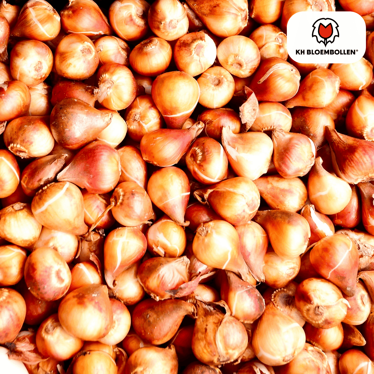 Apricot Foxx Tulpenzwiebeln – 20 Stück – Lachsrosa Frühlingsblüher – Sorte Tulipa „Apricot Foxx“ – Für Garten & Topf – Blüte April–Mai