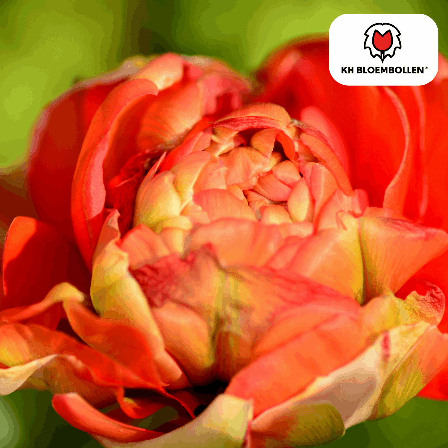 Tulpenzwiebeln Gudoshnik Double – 20 Blumenzwiebeln – Gefüllte Tulpe in Gelb, Orange & Rot – Pfingstrosenartig & farbintensiv – Für Garten oder Topf