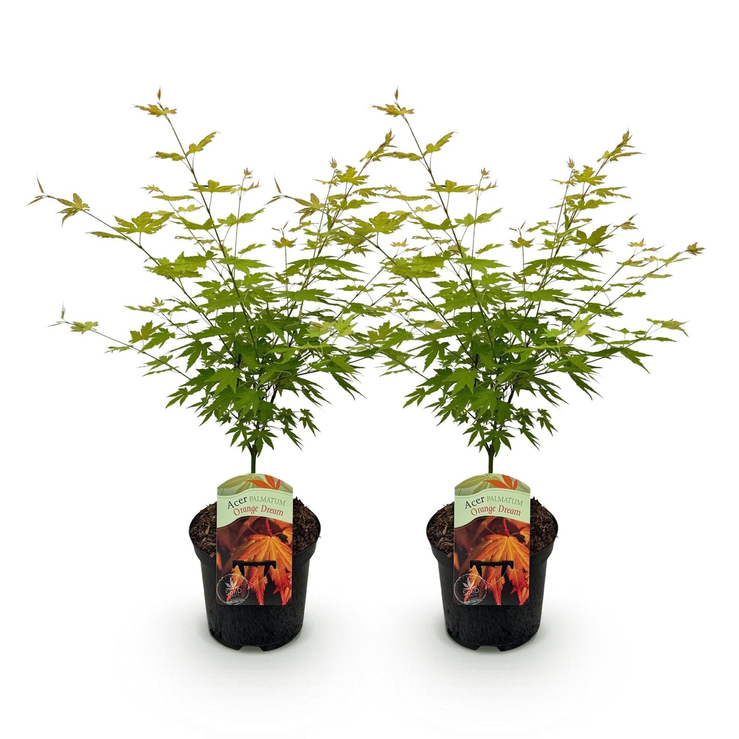 Japanischer Ahorn – Acer palmatum 'Orange Dream' 2 Stück
