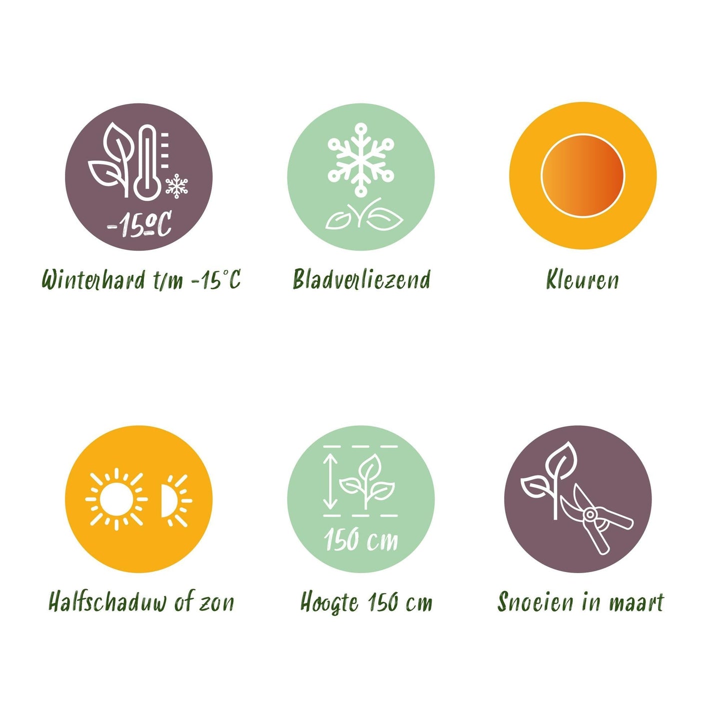 Japanischer Ahorn – Acer palmatum 'Orange Dream' 2 Stück