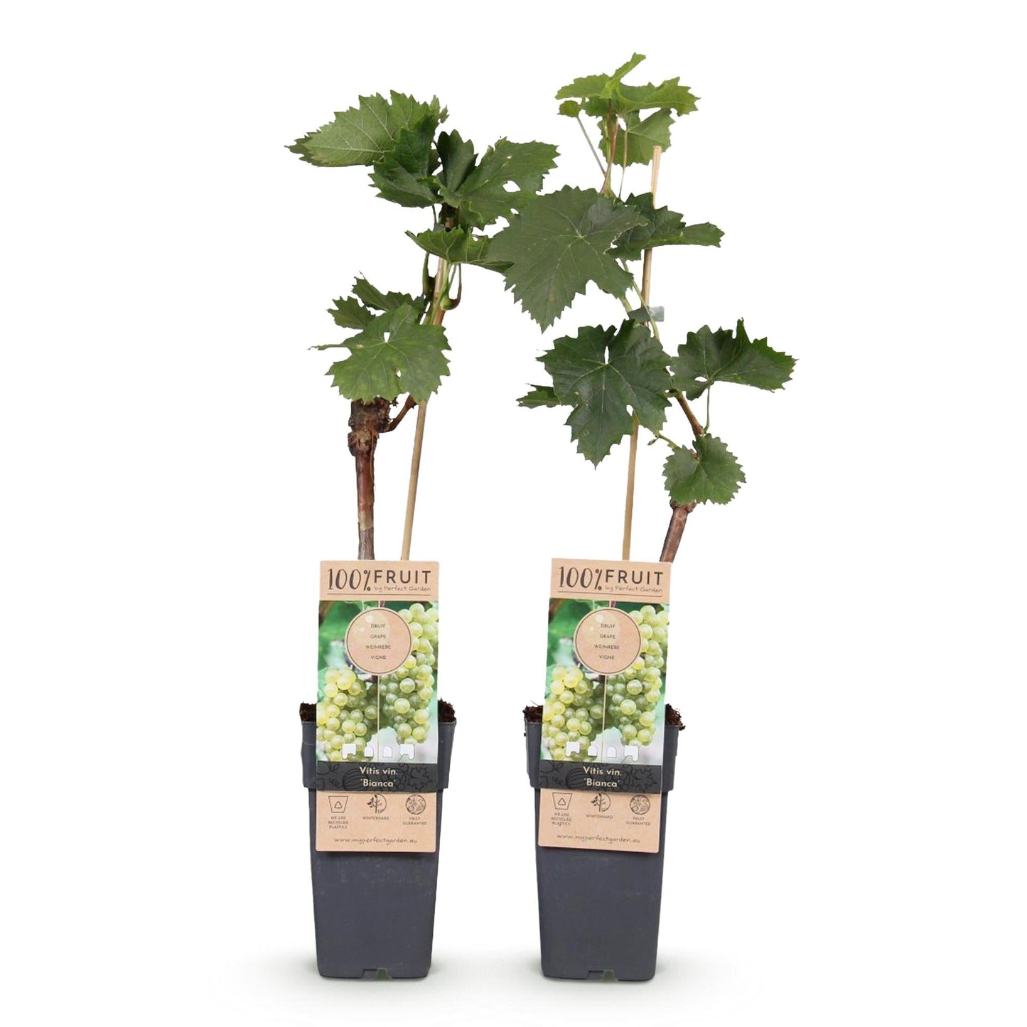 Weinrebe Vitis vinifera 'Bianca' – Weiße Traube – 2 Pflanzen – Ø15cm – Höhe ca. 50cm – Süße Tafeltrauben – Pflegeleichte Obstpflanze für Garten & Balkon – Reich an Vitaminen
