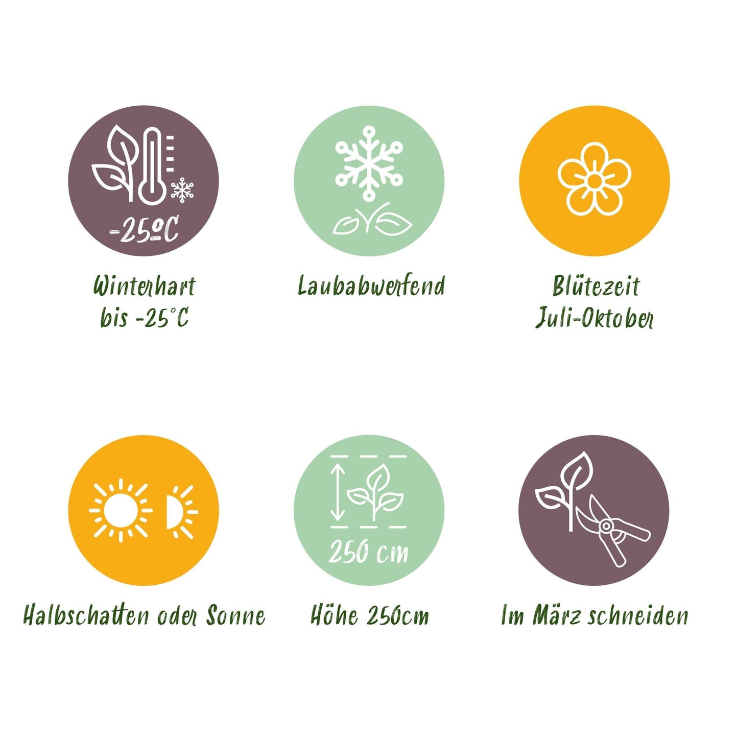 Rispenhortensie – Hydrangea panniculata Vanille Fraise – Blüte Weiß-Rosa – 3 Pflanzen für 1m² – Laubabwerfend – Große Blüten – 17cm – Höhe ca. 50cm