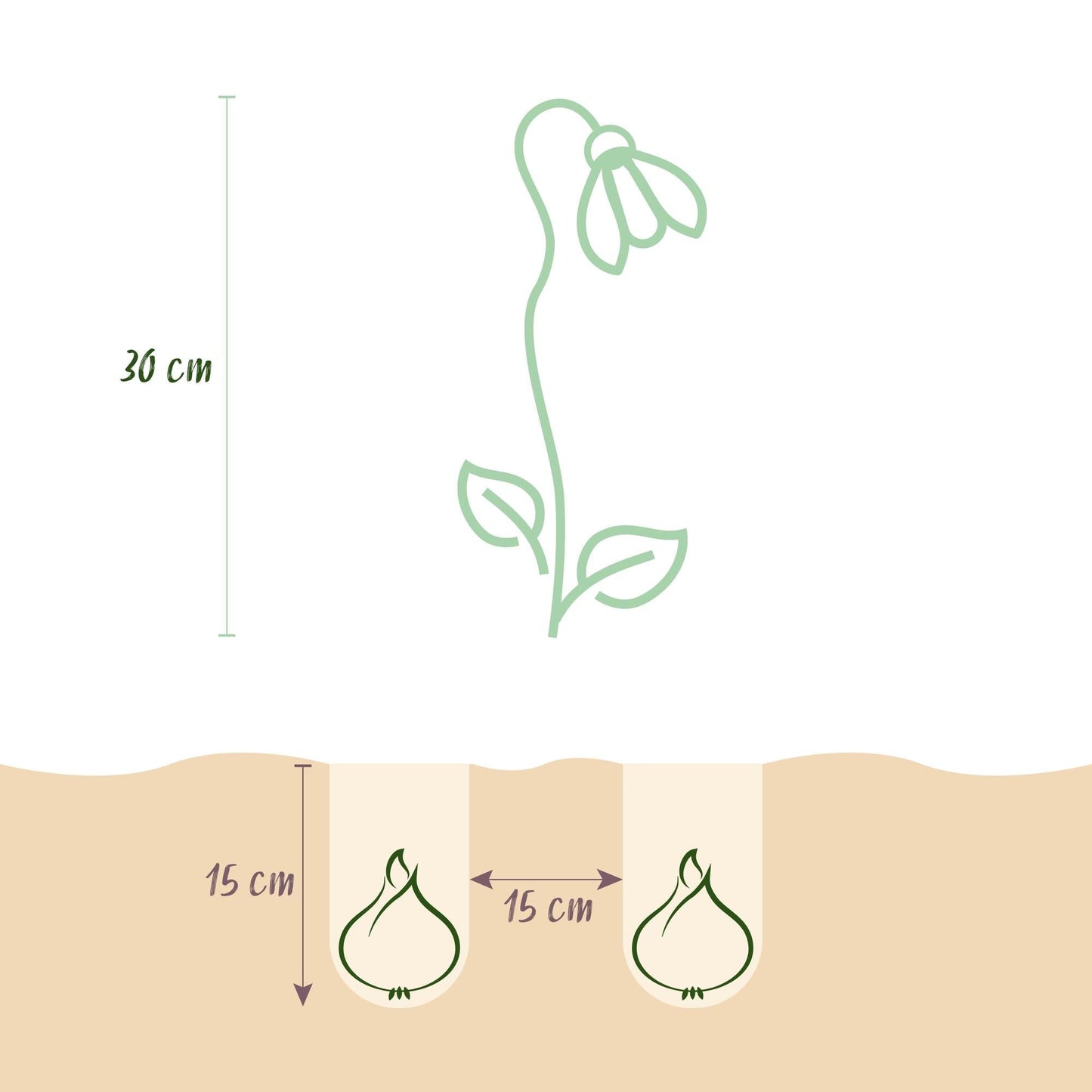 Blumenzwiebeln Leucojum Aestivum – 20 Blumenzwiebeln – Weiße Sommer-Knotenblume – Elegante Frühlingsblumen für Beet, Balkon & Terrasse – Pflegeleicht