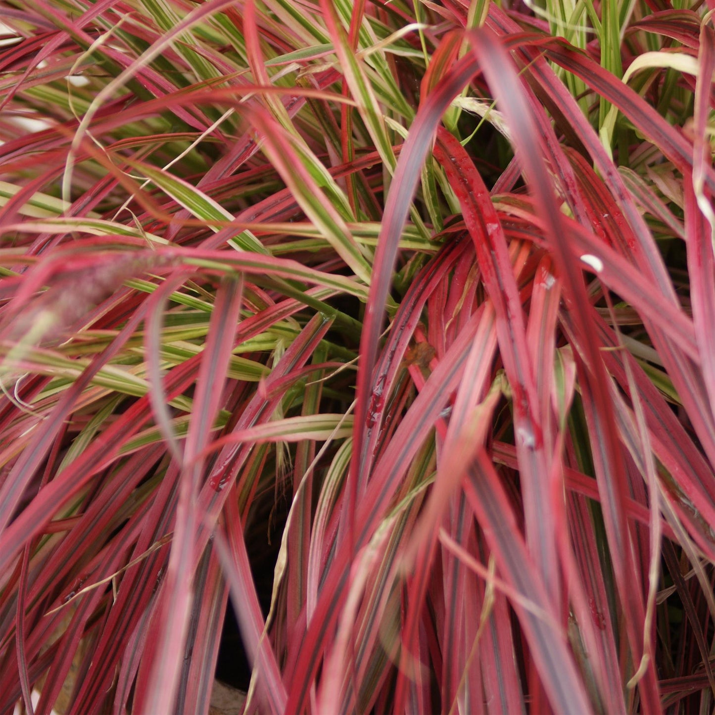 Mahagonigras – Uncinia rubra 'Everflame' – Rotes Ziergras – Immergrün – Pflegeleicht – Für Beete & Töpfe – 2 Pflanzen Ø17 cm – Höhe ca. 50 cm