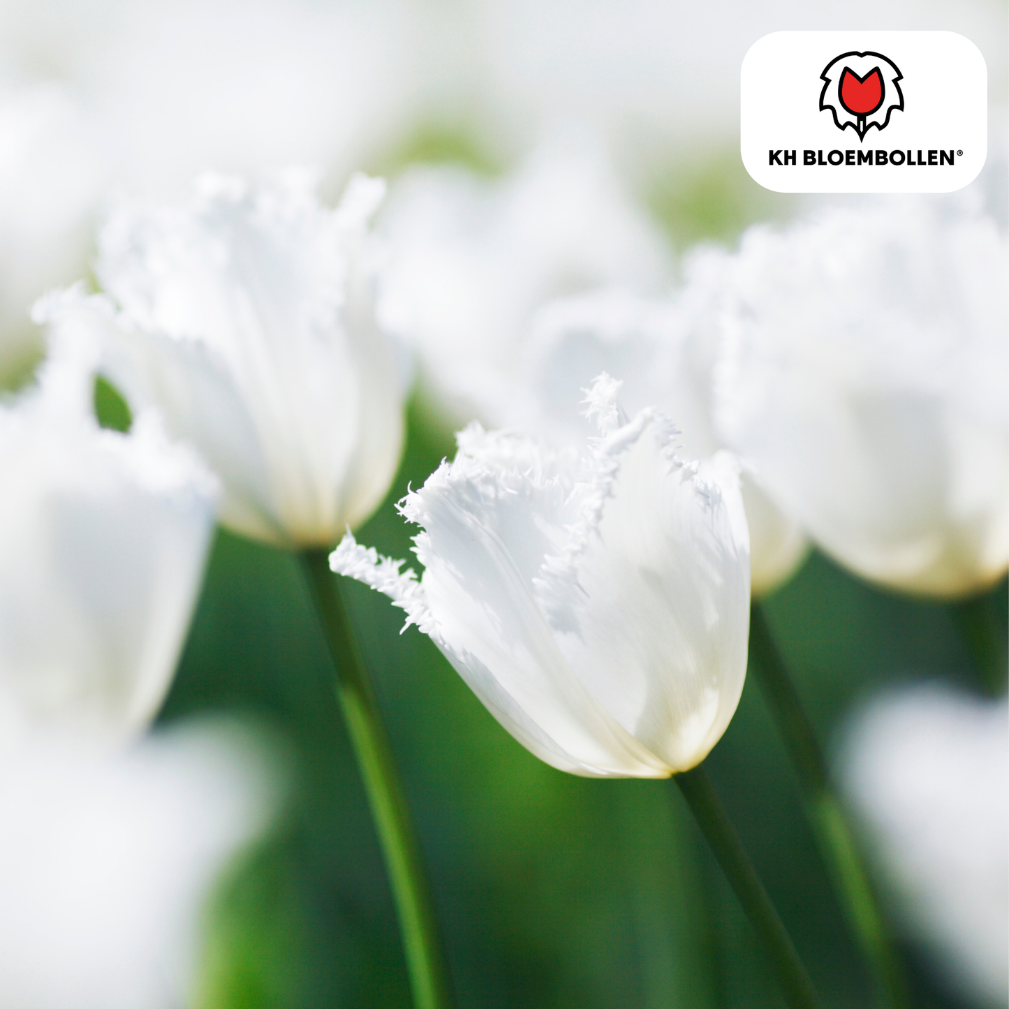 Tulpenzwiebeln Honeymoon – 20 Blumenzwiebeln – Weiße Tulpe mit gezacktem Rand – Elegant & Einzigartig – Für Garten & Topf – Frisch vom Züchter