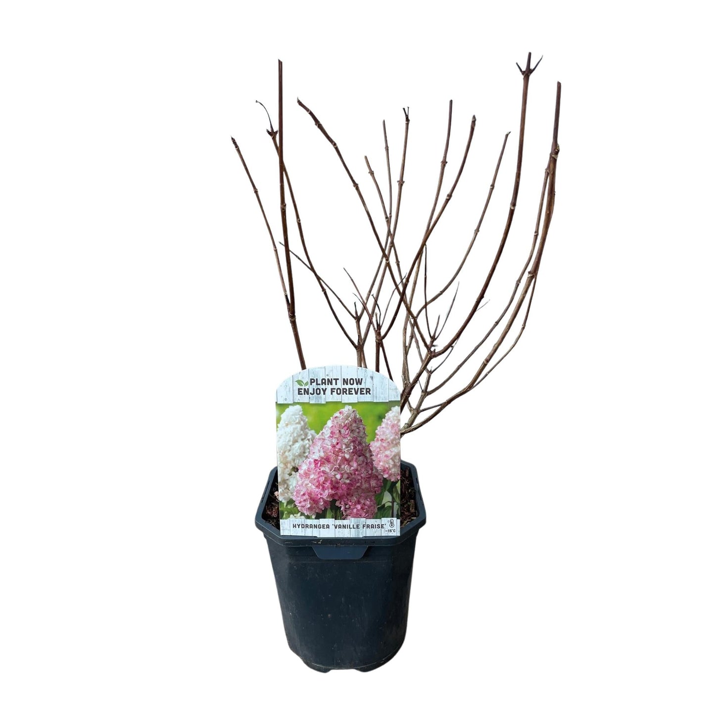 Rispenhortensie – Hydrangea panniculata Vanille Fraise – Blüte Weiß-Rosa – Laubabwerfend – Große Blüten – 17cm – Höhe ca. 50cm