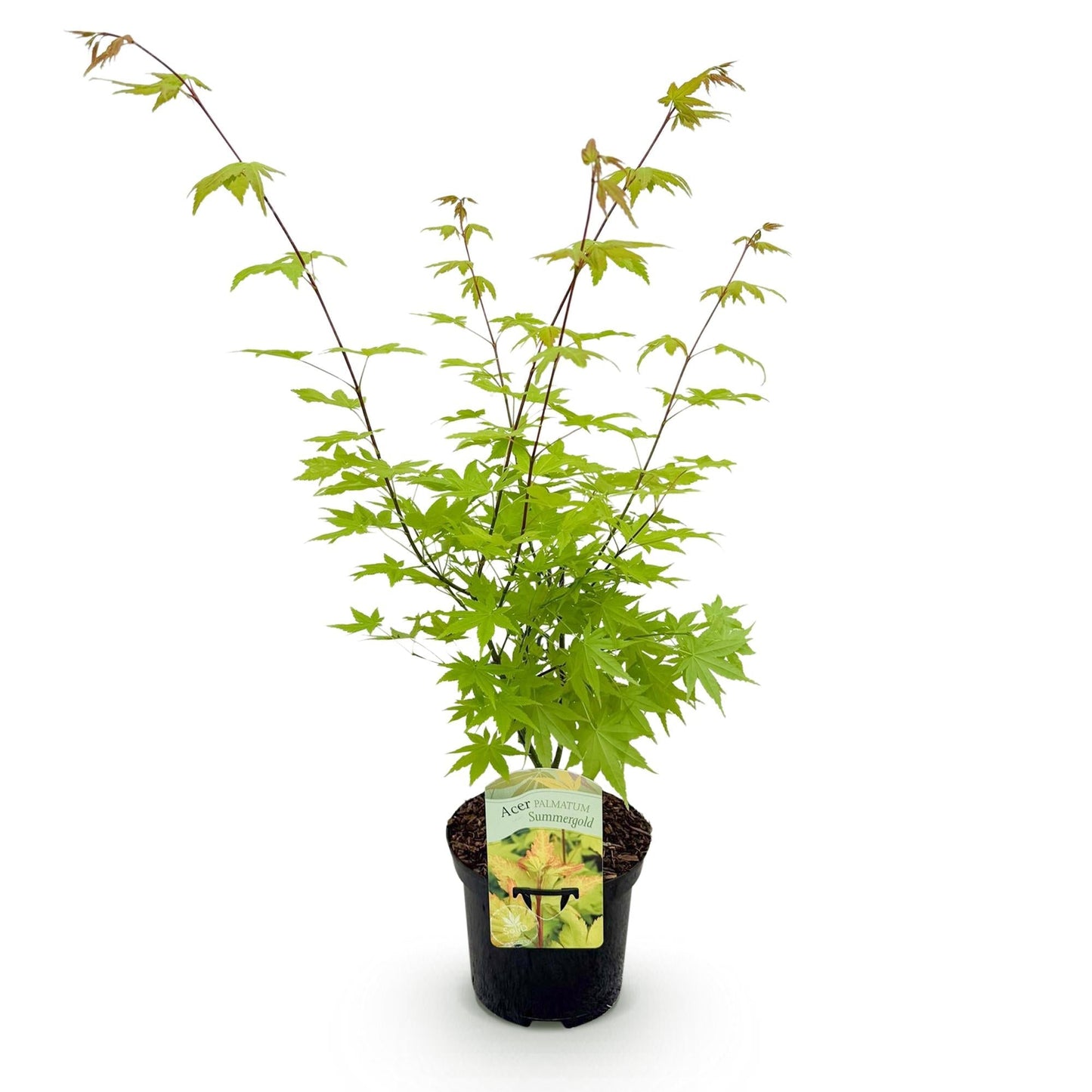 Japanischer Ahorn – Acer palmatum 'Summergold' – ca. 70 cm hoch – Ø19 cm – goldgelbes Laub – Balkon- & Gartenpflanze
