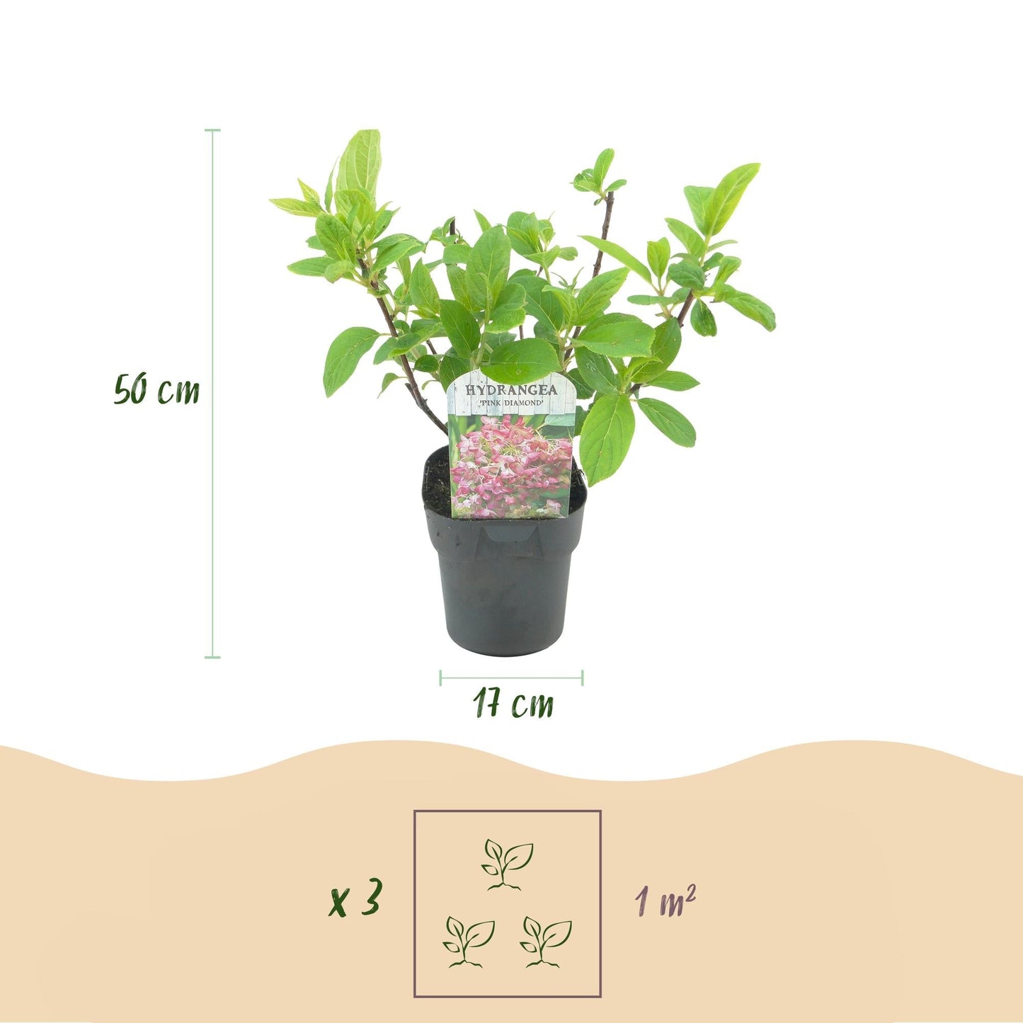 Rispenhortensie – Hydrangea panniculata Pink Diamond – Blüte Weiß-Rosa – Laubabwerfend – Große Blüten – 17cm – Höhe ca. 50cm