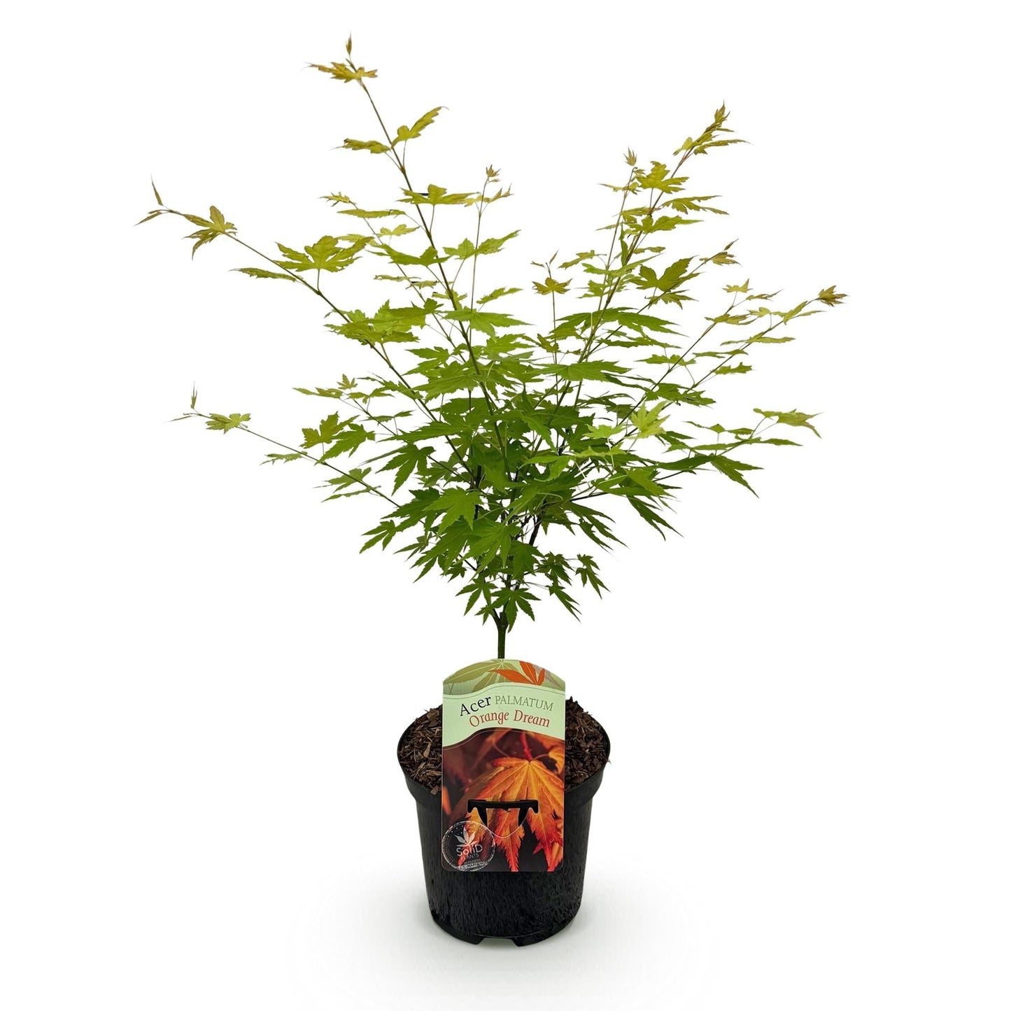 Japanischer Ahorn – Acer palmatum Orange Dream – ca. 70 cm hoch – Orange-Gelb – im 19 cm Topf – Balkon- & Gartenpflanze – Zierbaum mit Farbwechsel