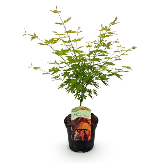 Japanischer Ahorn – Acer palmatum Orange Dream – ca. 70 cm hoch – Orange-Gelb – im 19 cm Topf – Balkon- & Gartenpflanze – Zierbaum mit Farbwechsel
