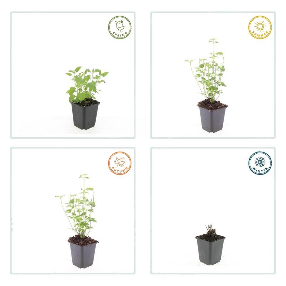 Asiatische Duftnessel Agastache 'Black Adder' – 6 Pflanzen – Staude mit dunkelvioletten Blüten – Ø9cm – Blütezeit Sommer bis Herbst – Bienenfreundlich & pflegeleicht