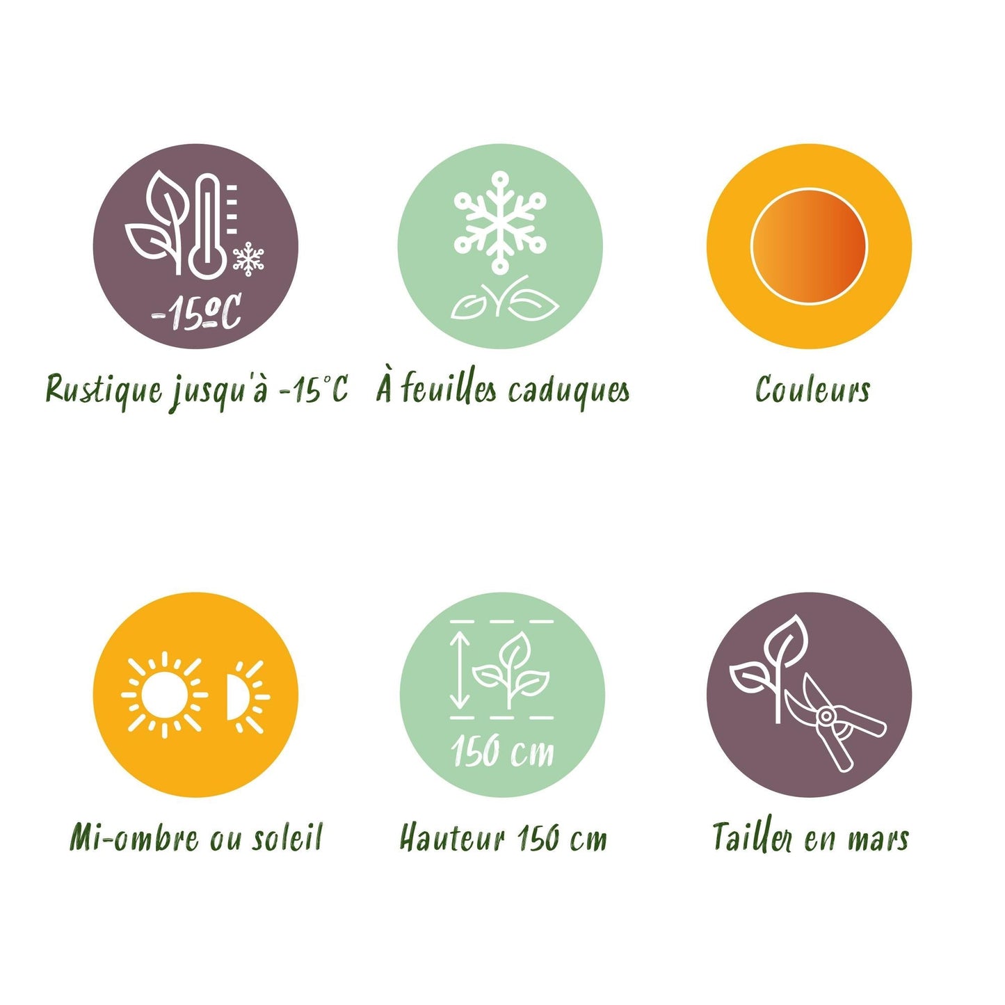 Japanischer Ahorn – Acer palmatum 'Orange Dream' 2 Stück