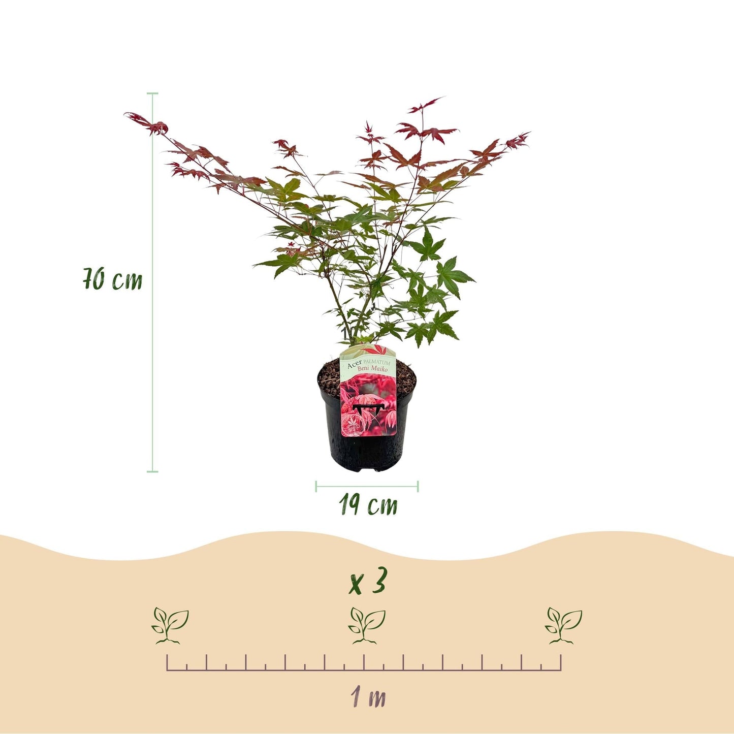 Japanischer Ahorn Acer palmatum Beni Maiko – Rote Balkonpflanze – Ø19cm – Höhe ca. 70cm – Kompakter Zierahorn für Beet & Terrasse