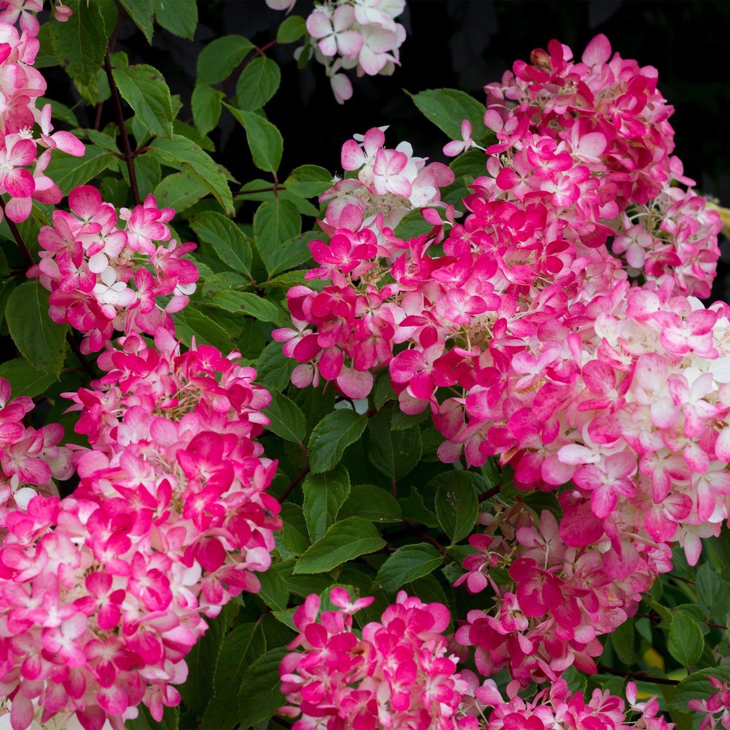 Rispenhortensie – Hydrangea panniculata Pink Diamond – Blüte Weiß-Rosa – Laubabwerfend – Große Blüten – 17cm – Höhe ca. 50cm