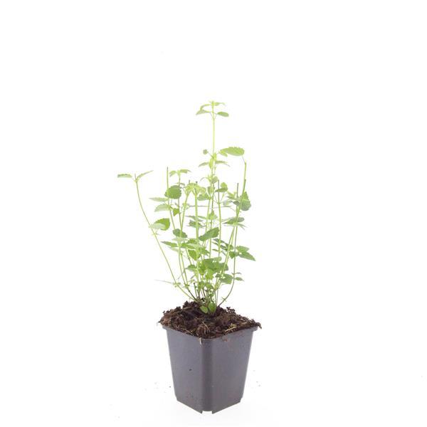 Asiatische Duftnessel Agastache 'Black Adder' – 6 Pflanzen – Staude mit dunkelvioletten Blüten – Ø9cm – Blütezeit Sommer bis Herbst – Bienenfreundlich & pflegeleicht