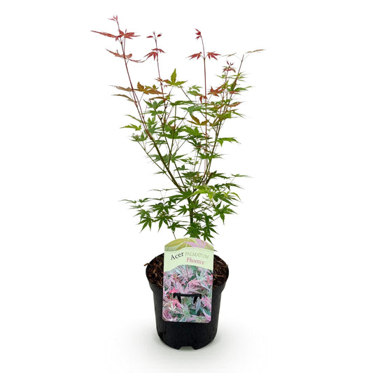 Japanischer Ahorn Acer palmatum 'Phoenix' – Rosa-Rot – Balkon- & Gartenpflanze – Ø19 cm – Ca. 70 cm hoch – Handförmiges Laub mit intensiver Herbstfärbung