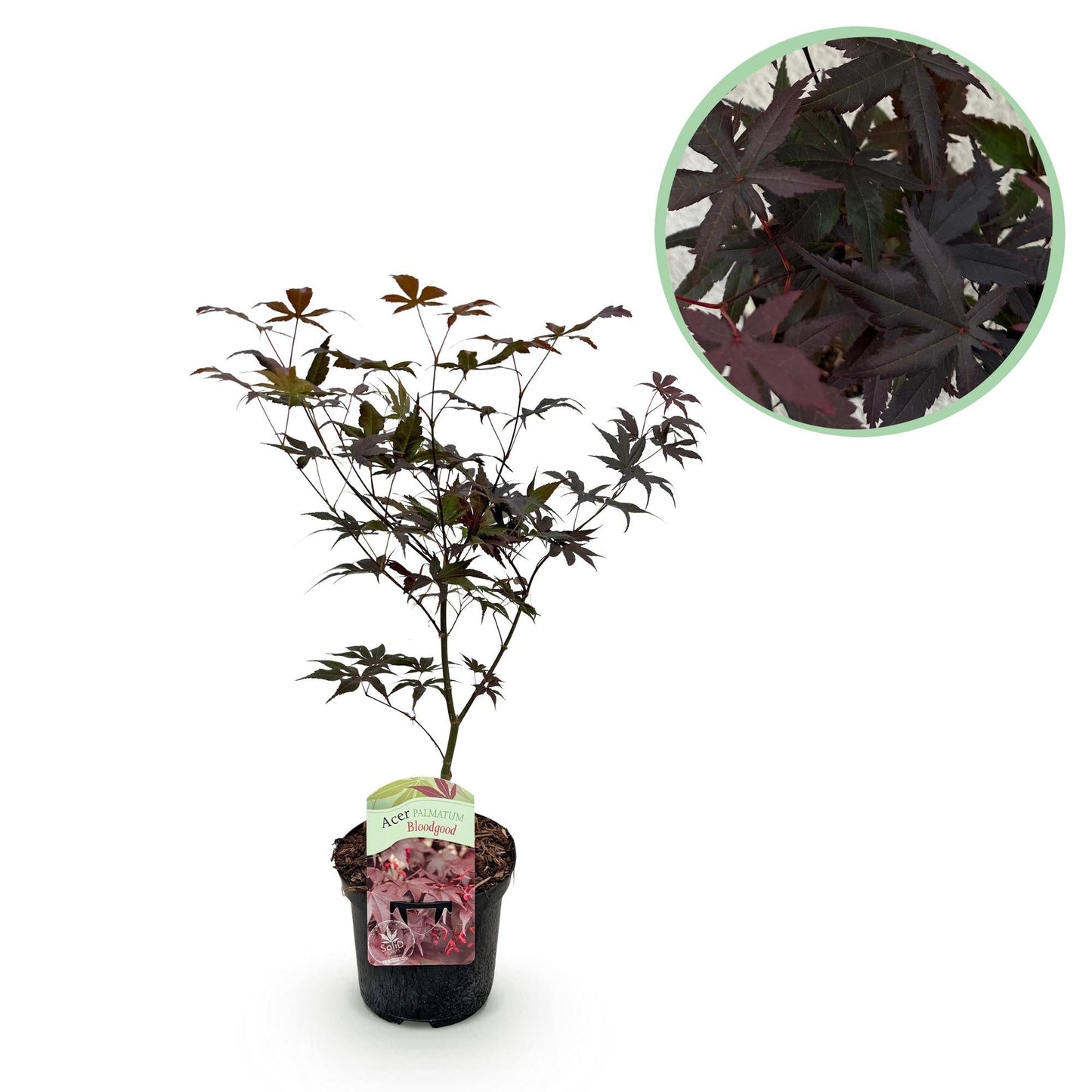 Japanischer Ahorn Acer palmatum Bloodgood – Balkonpflanze – Rot – Laubabwerfend – 19 cm – Ca. 70 cm hoch – Für Beet, Terrasse & Balkon – Auffällige Herbstfärbung