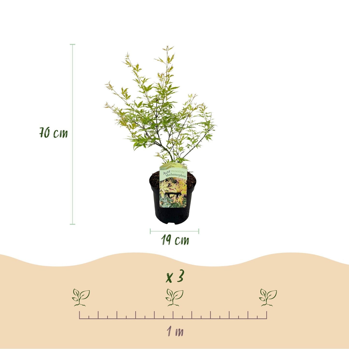 Japanischer Ahorn – Acer palmatum Metamorphosa – 70 cm hoch – 19 cm – Balkonpflanze & Zierbaum – Grünes Frühlingslaub, rote Herbstfärbung – Ideal für Beet & Kübel