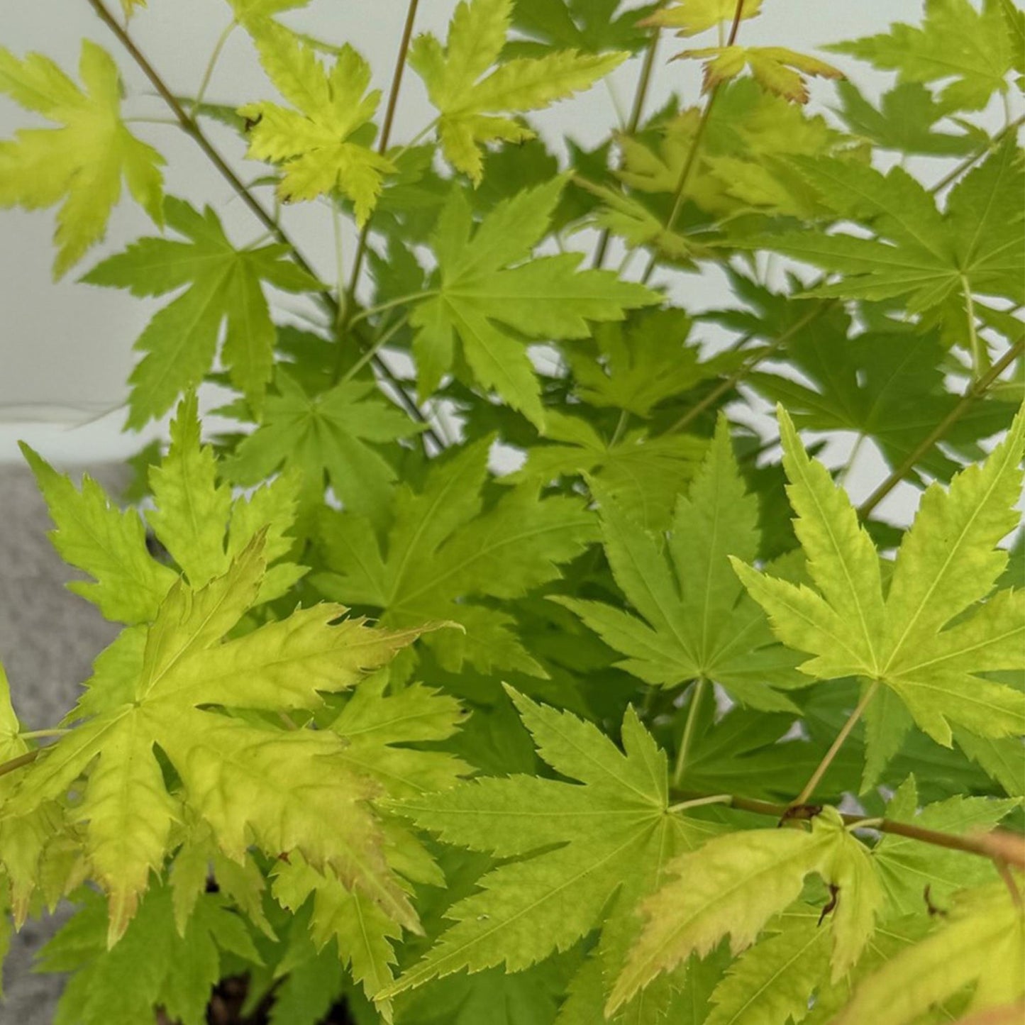 Japanischer Ahorn – Acer palmatum 'Orange Dream' 2 Stück