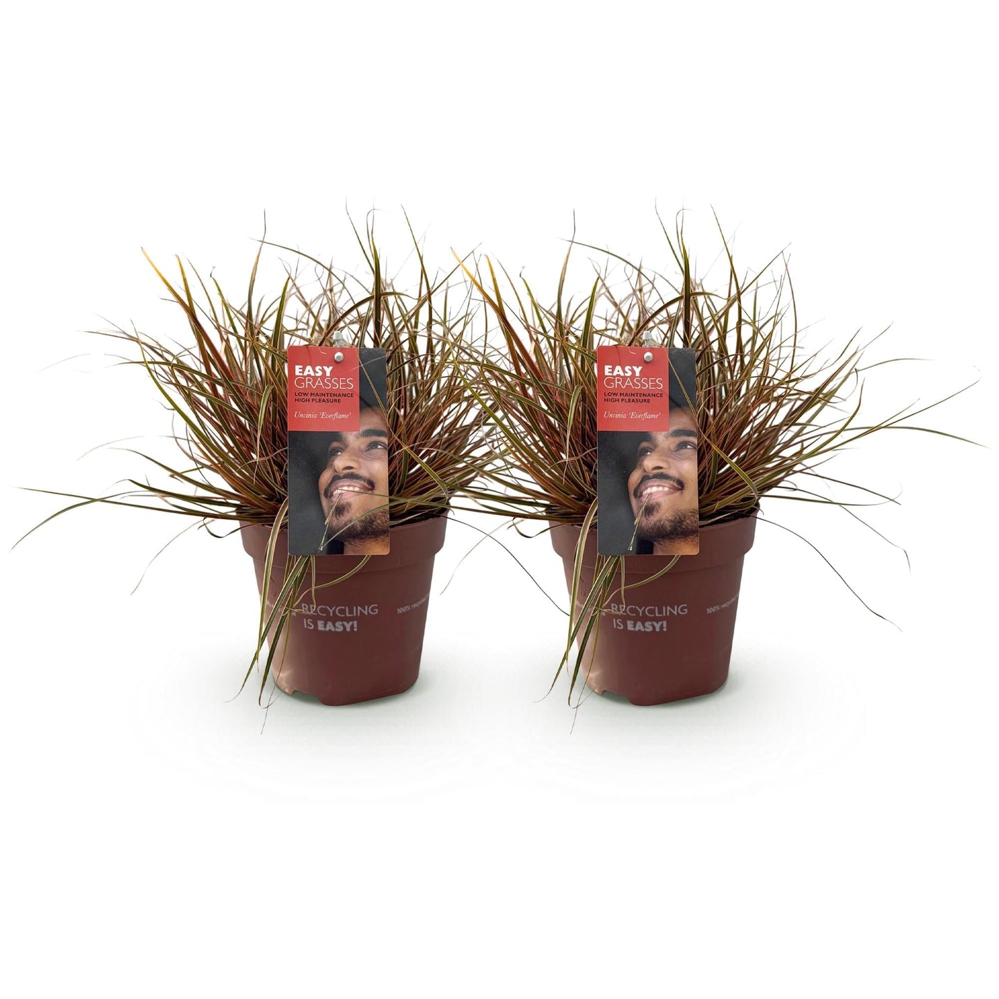 Mahagonigras – Uncinia rubra 'Everflame' – Rotes Ziergras – Immergrün – Pflegeleicht – Für Beete & Töpfe – 2 Pflanzen Ø17 cm – Höhe ca. 50 cm