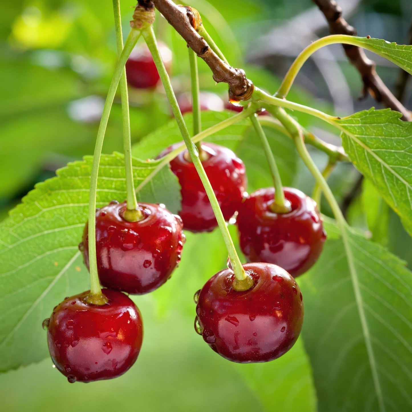 Kirschbaum Prunus avium Regina – Rote Kirsche – Obstbaum im Ø21cm – Höhe ca. 90cm – Süße Kirschen, pflegeleicht & gesund – Perfekt für Garten & Balkon