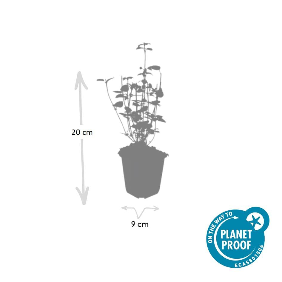 Asiatische Duftnessel Agastache 'Black Adder' – 6 Pflanzen – Staude mit dunkelvioletten Blüten – Ø9cm – Blütezeit Sommer bis Herbst – Bienenfreundlich & pflegeleicht