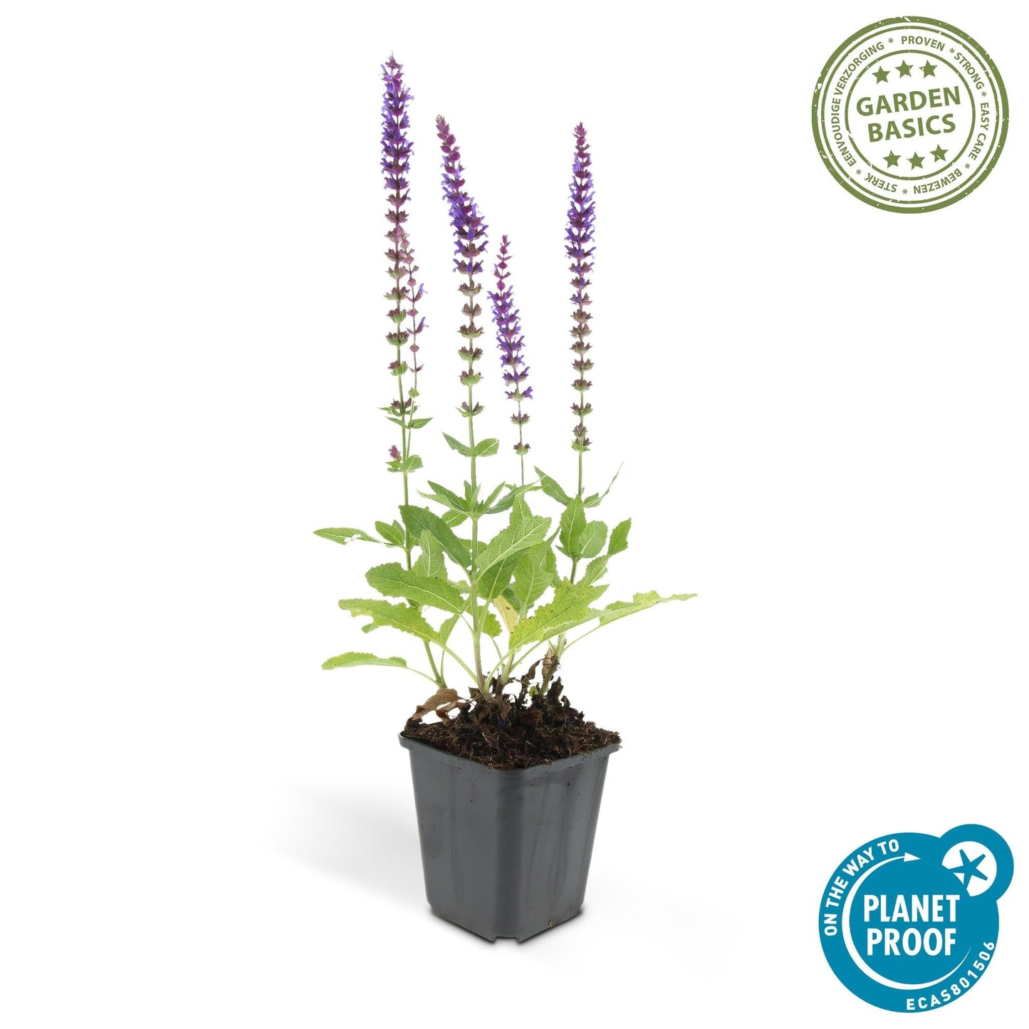 Salvia nemorosa 'Ostfriesland' – 24 Pflanzen – ↕10-25cm – Ø9cm – Staude – Lila Blüten – Sonnig – Pflegeleicht & Robust