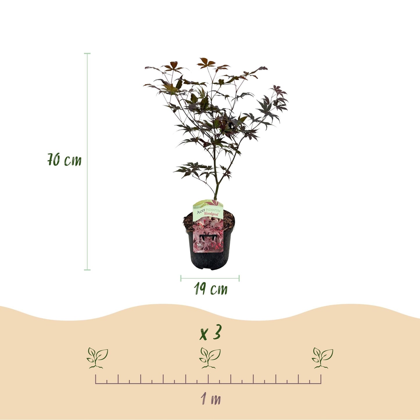 Japanischer Ahorn Acer palmatum Bloodgood – Balkonpflanze – Rot – Laubabwerfend – 19 cm – Ca. 70 cm hoch – Für Beet, Terrasse & Balkon – Auffällige Herbstfärbung