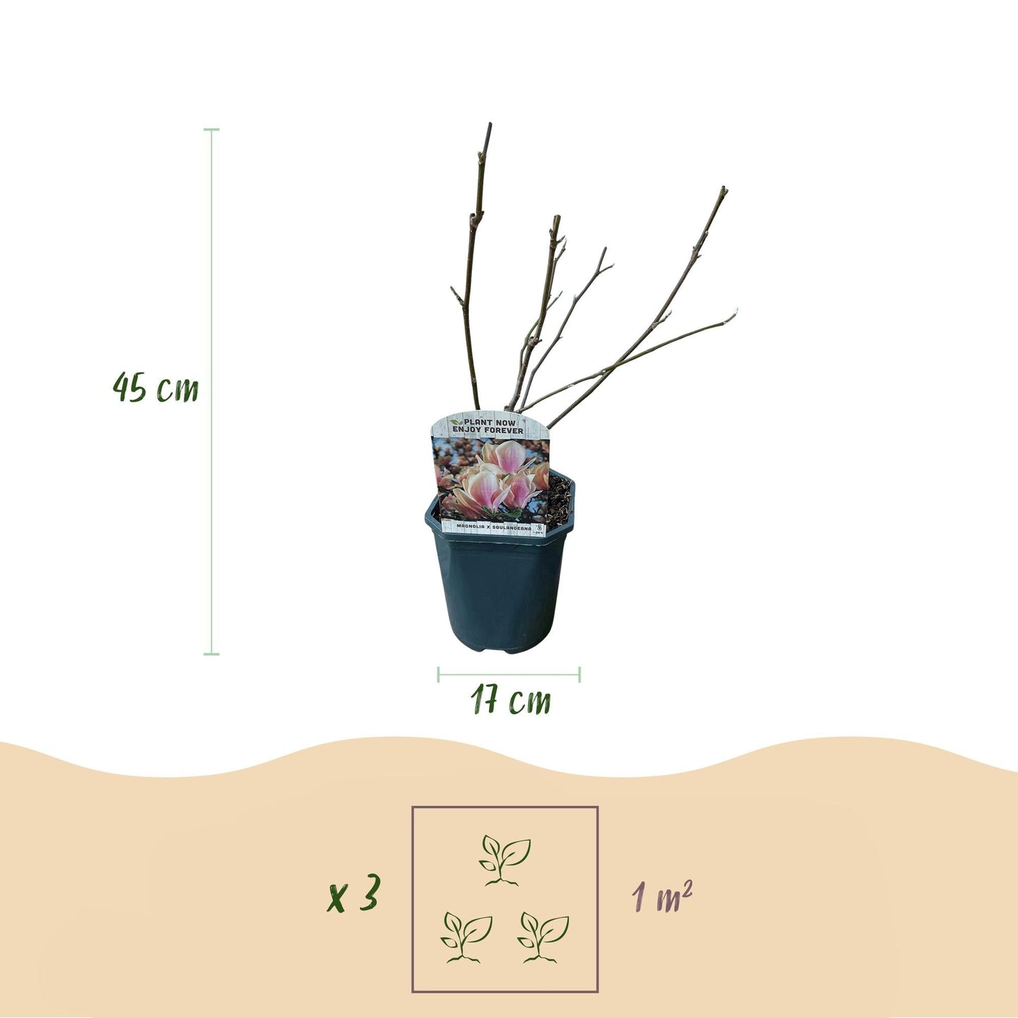 Tulpen-Magnolie Magnolia Soulangiana – Strauch/Baum – Blüten Hellrosa – Frühjahrsblüher – Pflegeleicht – 17cm Höhe 45cm – Für Garten & Terrasse