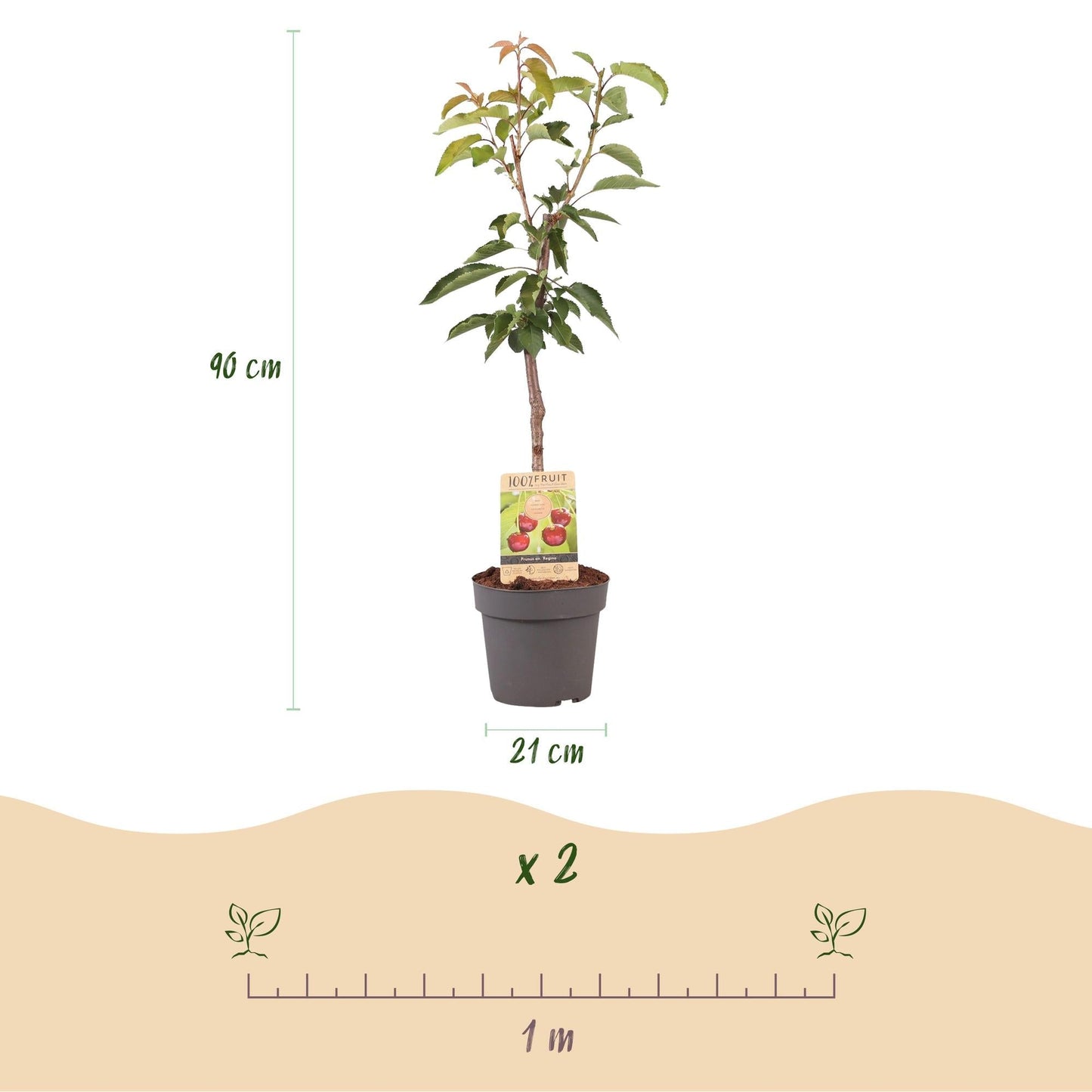 Kirschbaum Prunus avium Regina – Rote Kirsche – Obstbaum im Ø21cm – Höhe ca. 90cm – Süße Kirschen, pflegeleicht & gesund – Perfekt für Garten & Balkon