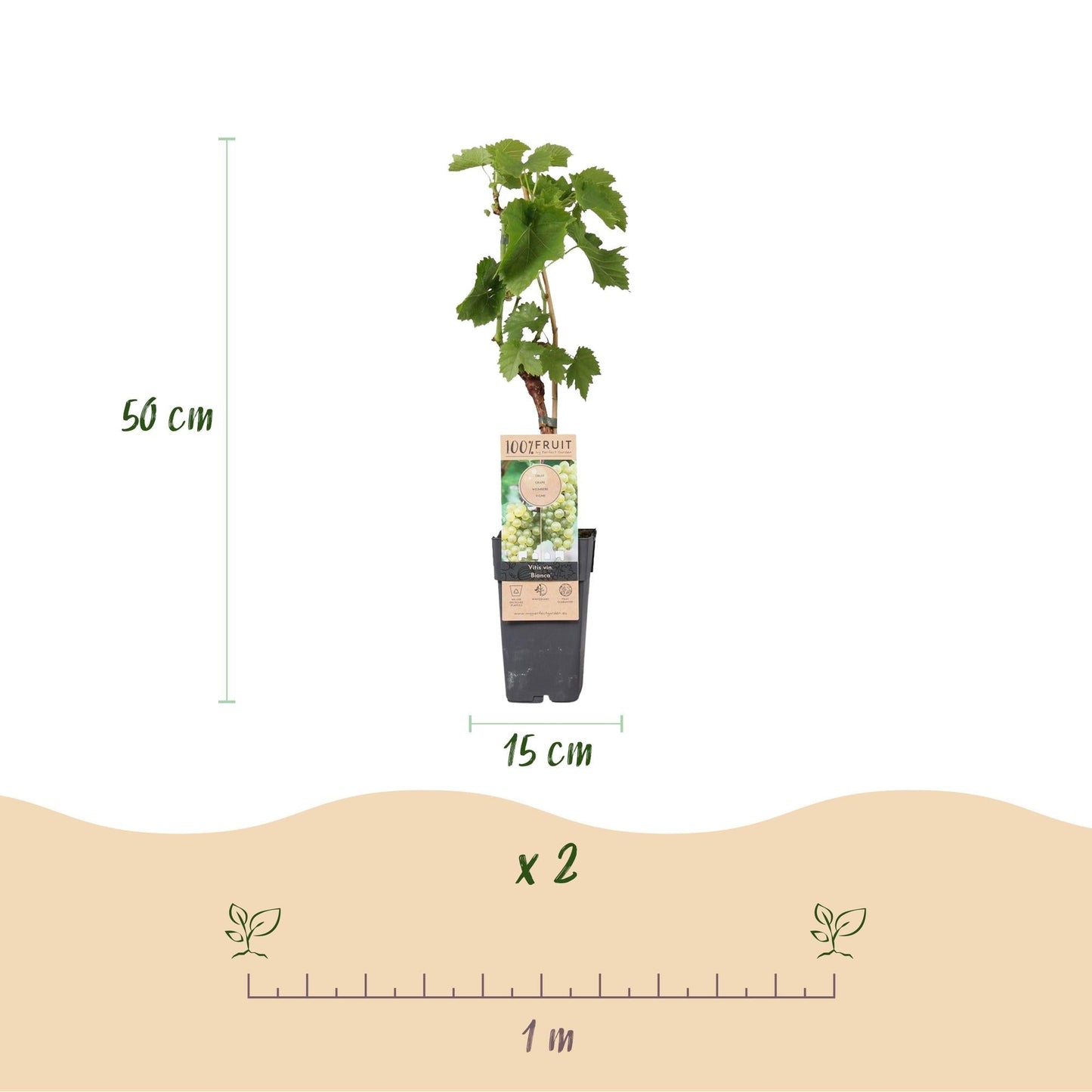Weinrebe Vitis vinifera 'Bianca' – Weiße Traube – 2 Pflanzen – Ø15cm – Höhe ca. 50cm – Süße Tafeltrauben – Pflegeleichte Obstpflanze für Garten & Balkon – Reich an Vitaminen