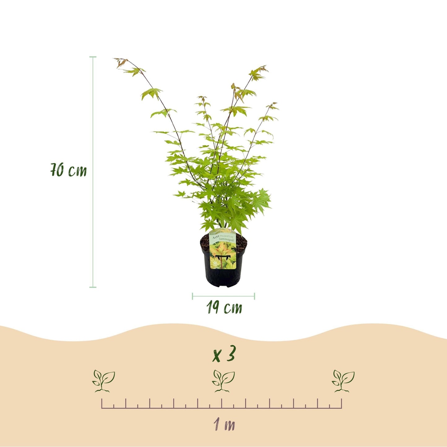 Japanischer Ahorn – Acer palmatum 'Summergold' – ca. 70 cm hoch – Ø19 cm – goldgelbes Laub – Balkon- & Gartenpflanze