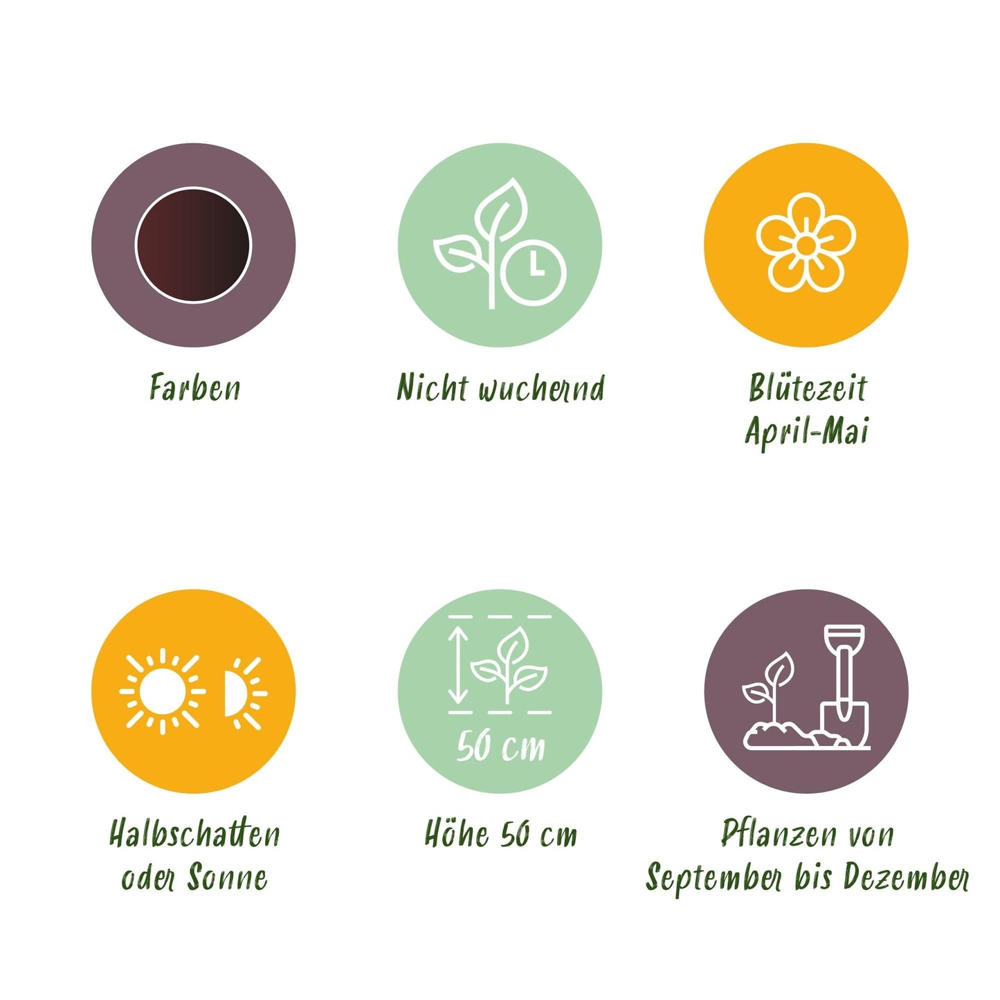 Blumenzwiebeln Tulipa Triumph Black – Dunkel Lila – 15 Stück – Zwiebelgröße 11/12 – Edle Triumph-Tulpen für Garten, Balkon & Terrasse – Frühjahrsblüher