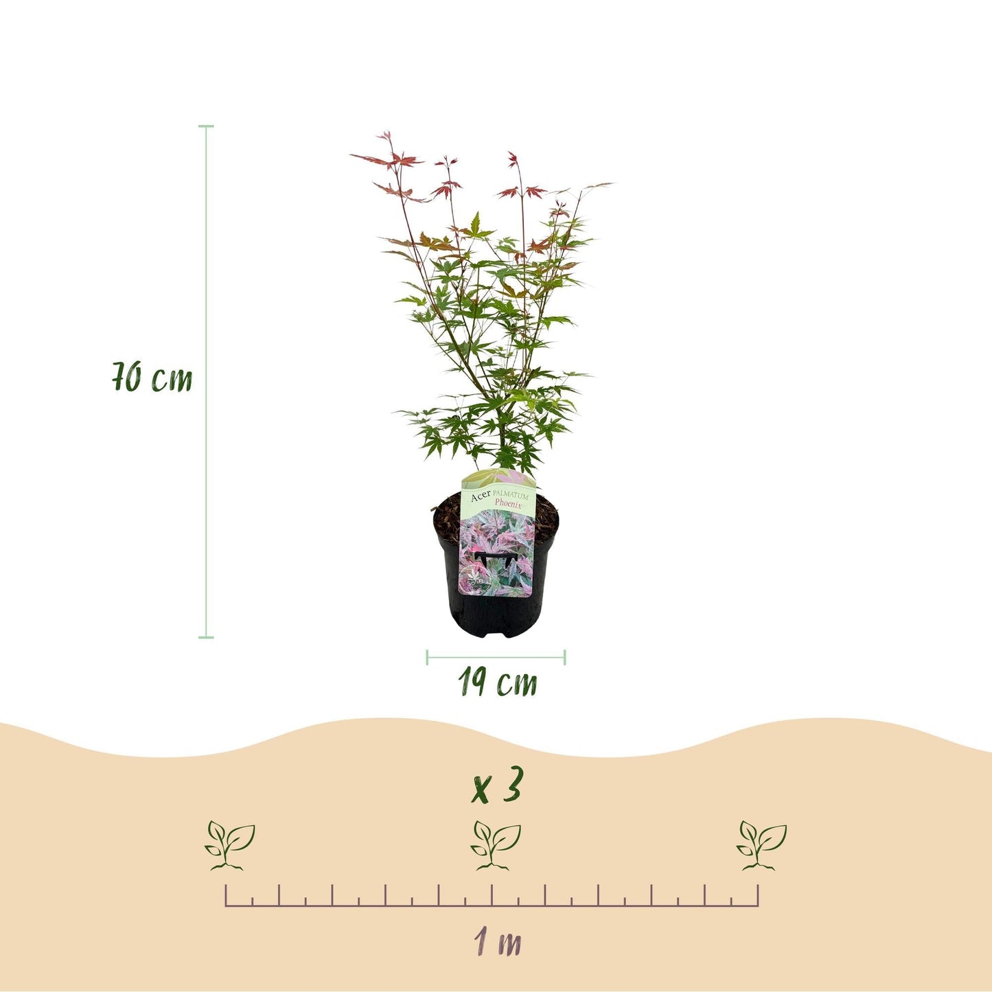 Japanischer Ahorn Acer palmatum 'Phoenix' – Rosa-Rot – Balkon- & Gartenpflanze – Ø19 cm – Ca. 70 cm hoch – Handförmiges Laub mit intensiver Herbstfärbung