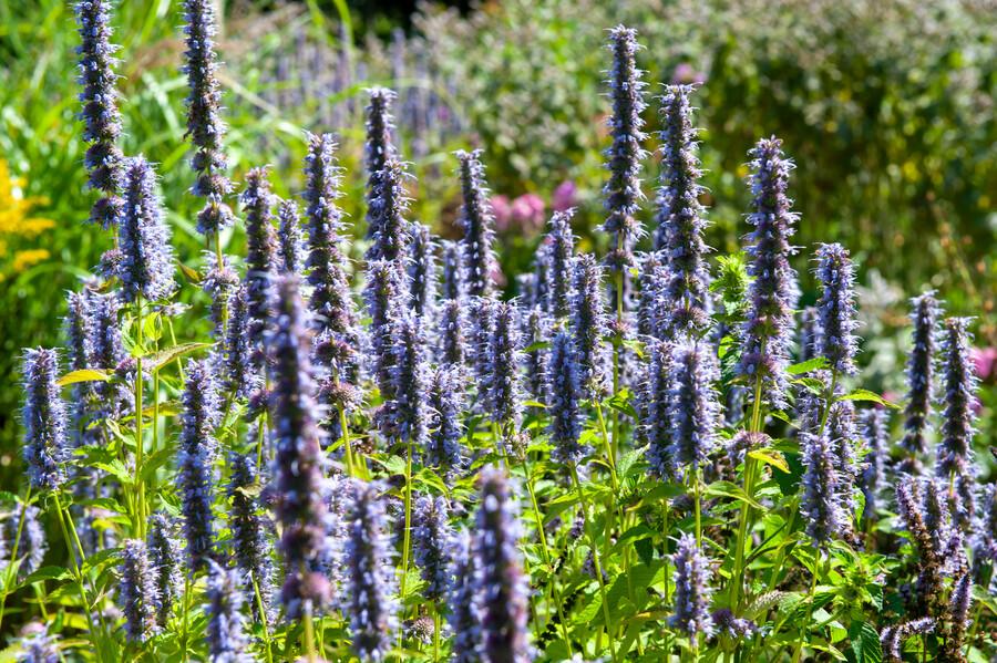Asiatische Duftnessel Agastache 'Black Adder' – 6 Pflanzen – Staude mit dunkelvioletten Blüten – Ø9cm – Blütezeit Sommer bis Herbst – Bienenfreundlich & pflegeleicht